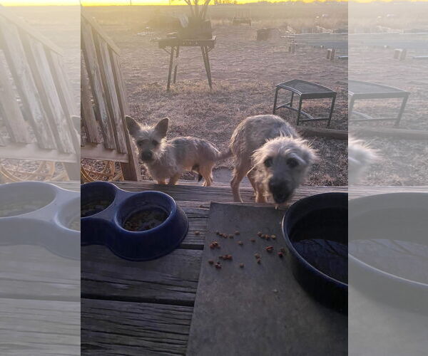 Medium Photo #3 Mutt Puppy For Sale in Grafton, WI, USA