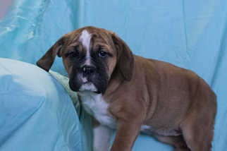 English Bulldog-Mountain Cur Mix Puppy for sale in KENT, OH, USA
