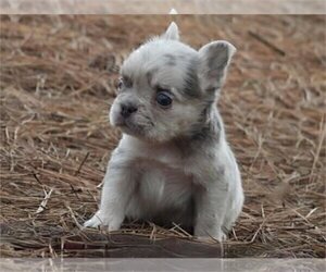 Medium French Bulldog