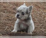 Small French Bulldog