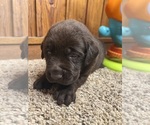 Small #2 Labrador Retriever
