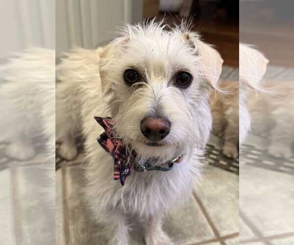 Medium Photo #3 Mutt Puppy For Sale in San Jose, CA, USA