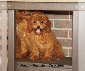 Cavapoo Puppy for sale in CLARKRANGE, TN, USA