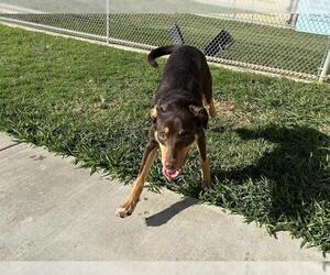 Mutt Dogs for adoption in Grand Prairie, TX, USA