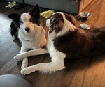 Small #24 Border-Aussie