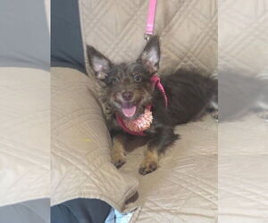 Jack Russell Terrier-Miniature Schnauzer Mix Dogs for adoption in FRAMINGHAM, MA, USA