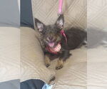 Small Jack Russell Terrier-Miniature Schnauzer Mix