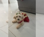 Small Photo #1 Cavapoo (Standard) Puppy For Sale in MIAMI, FL, USA