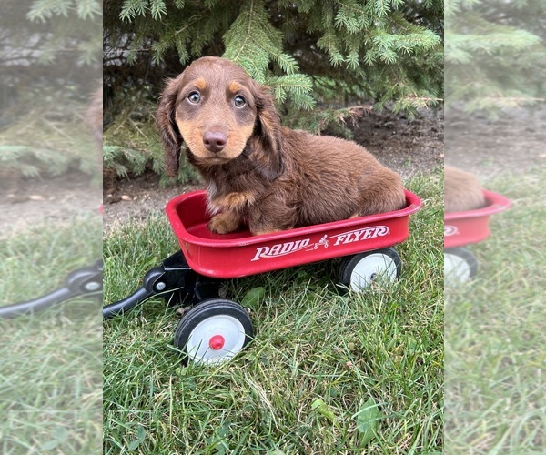 Medium Photo #1 Dachshund Puppy For Sale in MIDDLEBURY, IN, USA