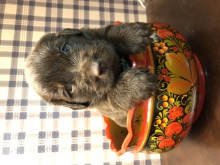 Newfoundland Puppy for sale in LOS ANGELES, CA, USA