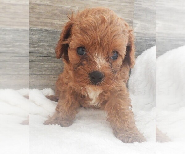 Medium Photo #2 Cavapoo Puppy For Sale in CARLISLE, KY, USA
