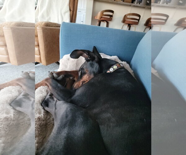 Medium Photo #7 Doberman Pinscher Puppy For Sale in Buffalo, MN, USA
