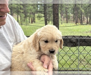 Golden Retriever Puppy for sale in SCOTTSDALE, AZ, USA