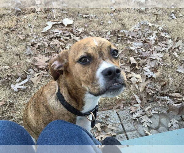 Medium Photo #2 Boxer-Unknown Mix Puppy For Sale in Alexander, AR, USA