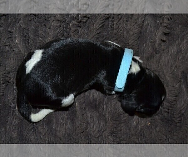 Medium Photo #21 English Springer Spaniel Puppy For Sale in LITCHFIELD, MN, USA