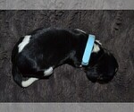 Small Photo #21 English Springer Spaniel Puppy For Sale in LITCHFIELD, MN, USA
