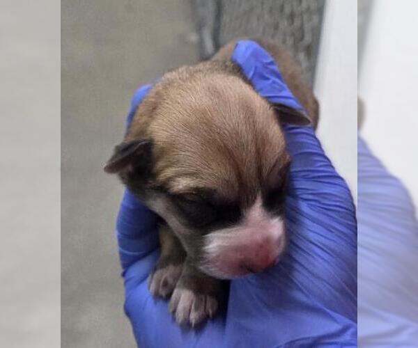 Medium Photo #1 German Shepherd Dog Puppy For Sale in HESPERIA, CA, USA