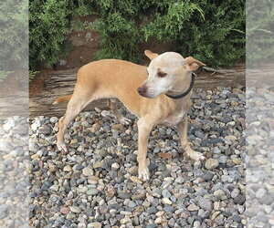 Chihuahua-Unknown Mix Dogs for adoption in Albuquerque, NM, USA