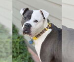 Small American Bulldog