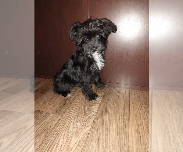 Medium Photo #1 YorkiePoo Puppy For Sale in LAPEER, MI, USA
