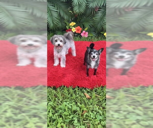 Medium Photo #5 Maltese Puppy For Sale in Weston, FL, USA