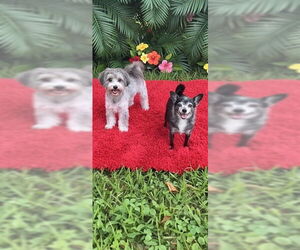 Nick & Nolte - Male Maltese Dog for Adoption - Photo #5