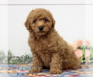 Goldendoodle (Miniature) Puppy for sale in EAST EARL, PA, USA