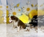 Small #10 Miniature Australian Shepherd