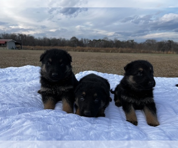 Medium Photo #4 German Shepherd Dog Puppy For Sale in GREENVILLE, NC, USA