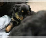 Small Photo #22 Rottweiler Puppy For Sale in ROSEBURG, OR, USA