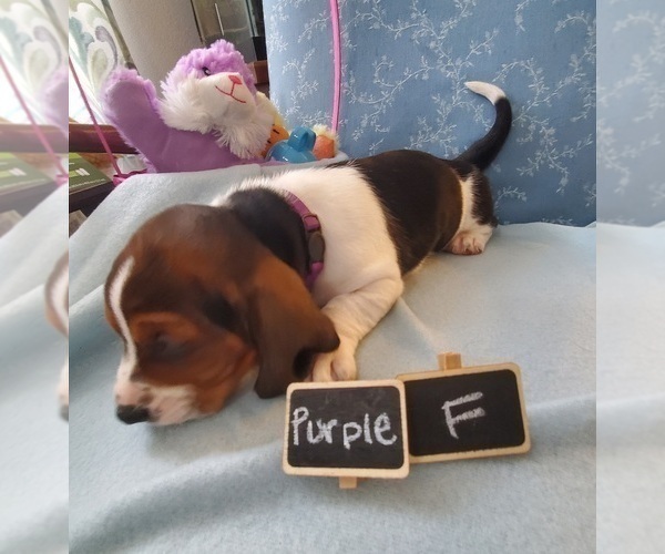 Medium Photo #2 Basset Hound Puppy For Sale in WENTZVILLE, MO, USA