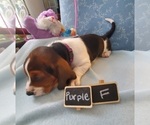 Small Photo #2 Basset Hound Puppy For Sale in WENTZVILLE, MO, USA