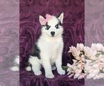 Small Photo #5 Siberian Husky Puppy For Sale in QUARRYVILLE, PA, USA