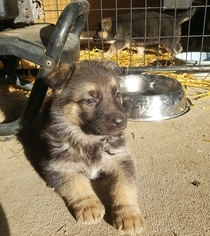 German Shepherd Dog Puppy for sale in SANBORN, MN, USA
