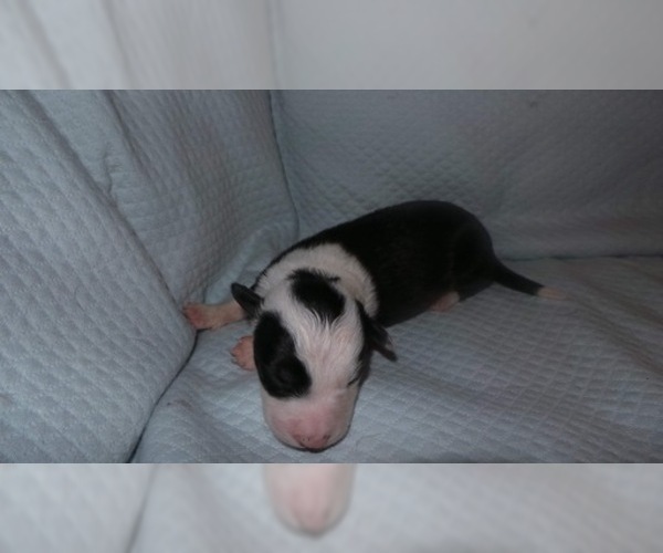 Medium Photo #2 Border Collie Puppy For Sale in AIKEN, SC, USA