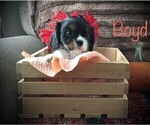 Small Photo #9 Cavalier King Charles Spaniel Puppy For Sale in CLARE, MI, USA