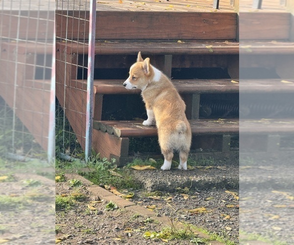 Medium Photo #11 Pembroke Welsh Corgi Puppy For Sale in PHILOMATH, OR, USA