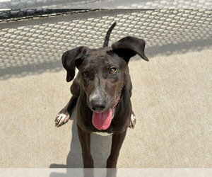 Mutt Dogs for adoption in Tulsa, OK, USA