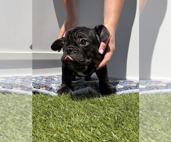Medium Photo #5 French Bulldog Puppy For Sale in APPLE VALLEY, CA, USA