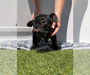 Medium French Bulldog