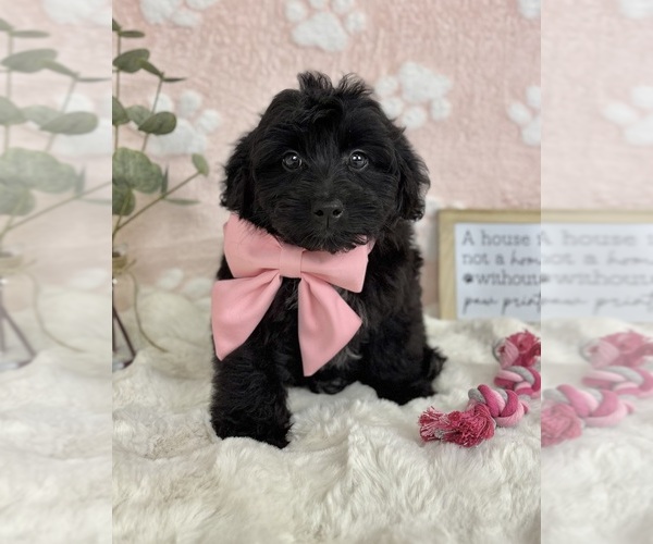 Medium Photo #7 Bernedoodle (Miniature) Puppy For Sale in NOBLESVILLE, IN, USA