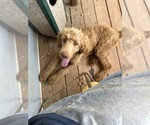Small #6 Poodle (Standard)