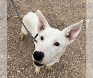 German Shepherd Dog-Siberian Husky Mix Dogs for adoption in Fort Collins, CO, USA