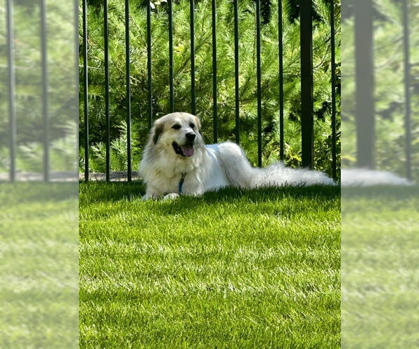 Medium Photo #3 Great Pyrenees Puppy For Sale in Croydon, NH, USA
