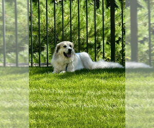 Storm- sponsored adoption fee - Female Great Pyrenees Dog for Adoption - Photo #3