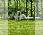 Small Photo #3 Great Pyrenees Puppy For Sale in Croydon, NH, USA
