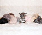 Small Photo #8 Chihuahua Puppy For Sale in CHARLESTON, AR, USA