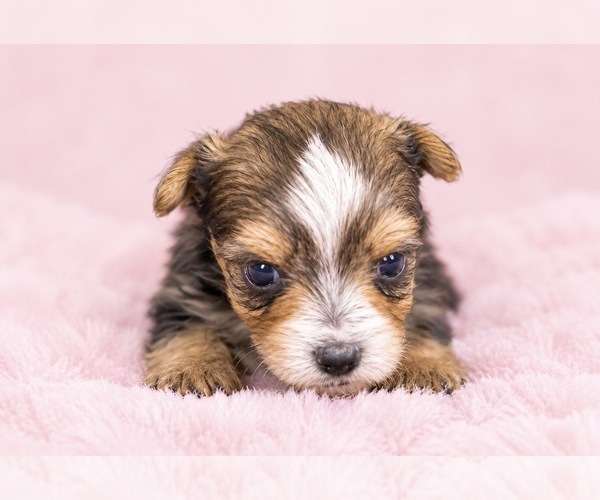Medium Photo #8 Yorkshire Terrier Puppy For Sale in BRANDON, MS, USA