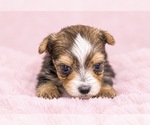 Puppy Macie Yorkshire Terrier