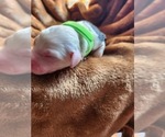 Small #2 Sheepadoodle